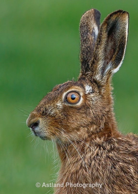 Astland Photography, Bird and Wildlife Images, Susan and Peter Wilson, U.K.