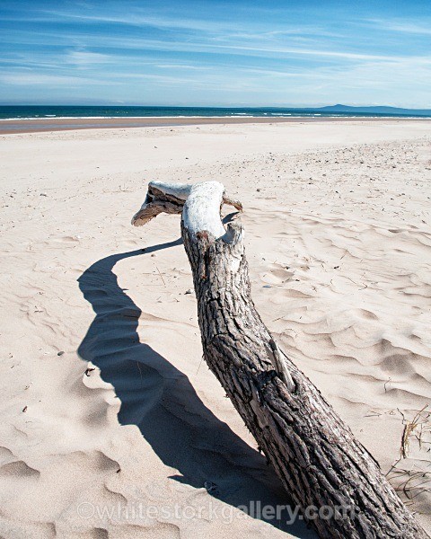 Driftwood on Lossiemouth Beach - Scottish Highlands