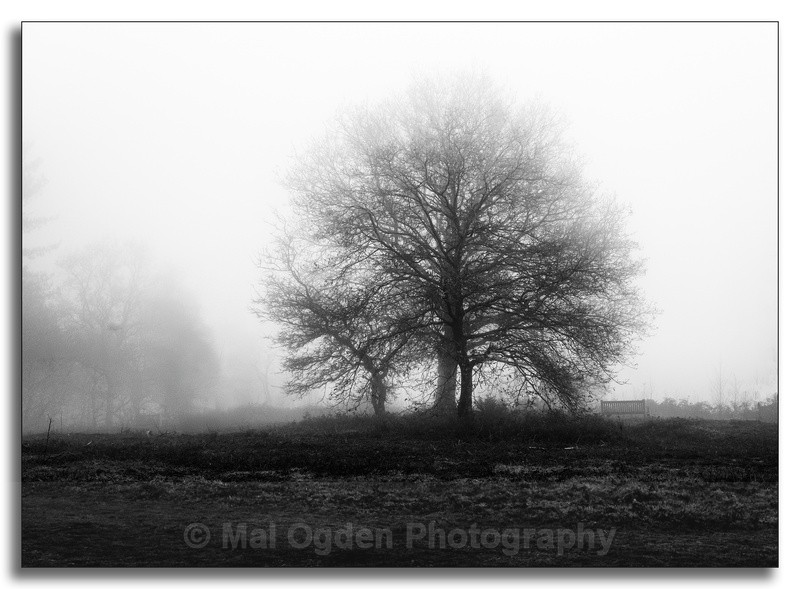 Bleak Midwinter - Black & White/Monochrome