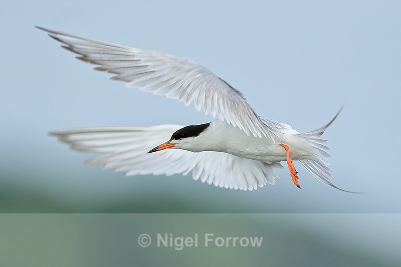 Forster's Tern hovering after takeoff, Minnesota - Forster's Tern