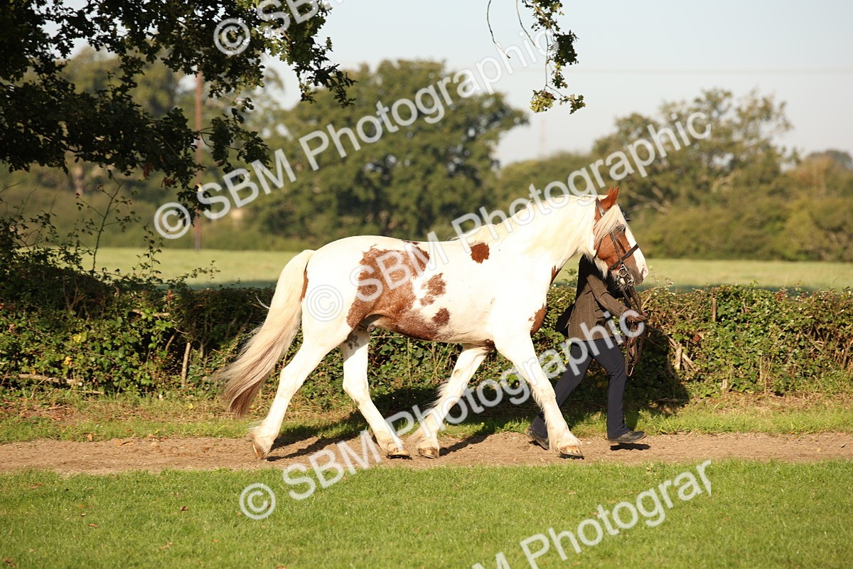 SBM_58682 - S51 - Piebald & Skewbald Horse In Hand