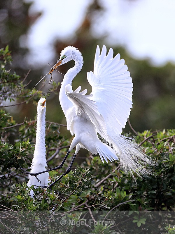 Great Egret return to nest with twig, Venice Rookery, Florida - Great Egret