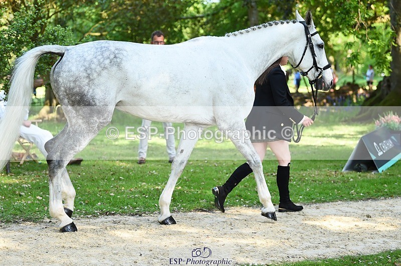 230524-161500-00794 - 259-KATE_BLUE-Millie_Juleff-WEDTrotUp+DR