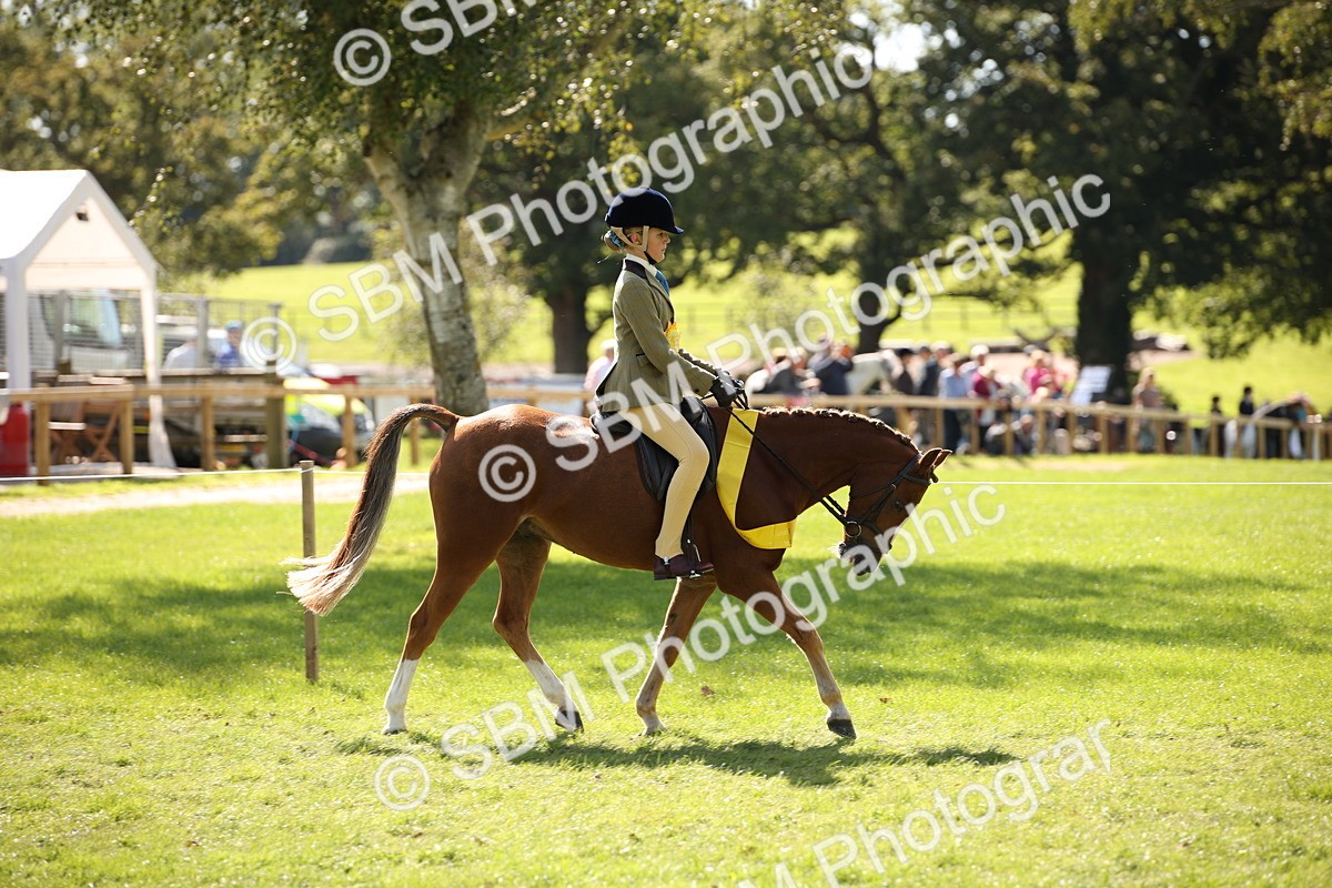 SBM_40884 - Fun Showing Supreme Championship