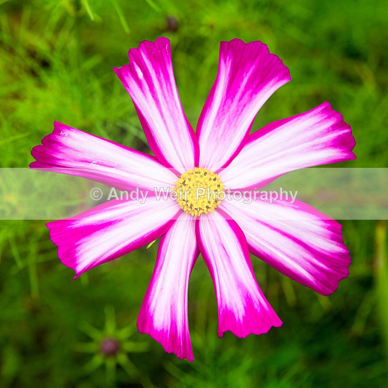 20131002-3K8A6742 - Plants & Flowers