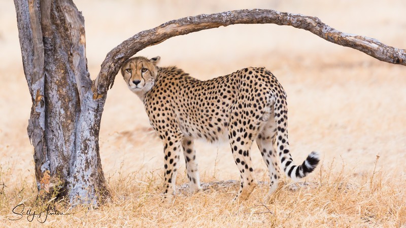 Cheetah Tree 1