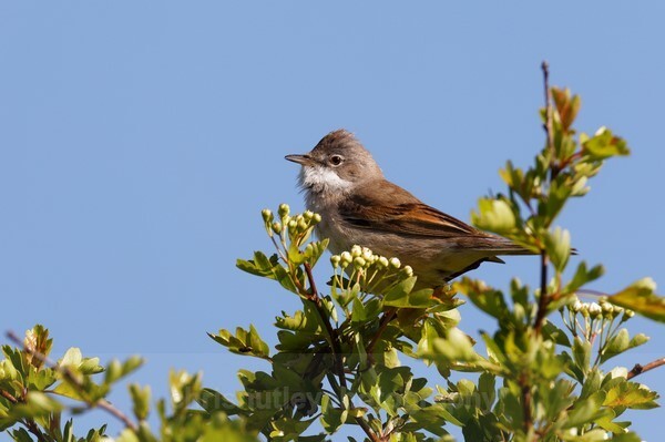  - Birds of Britain and Europe