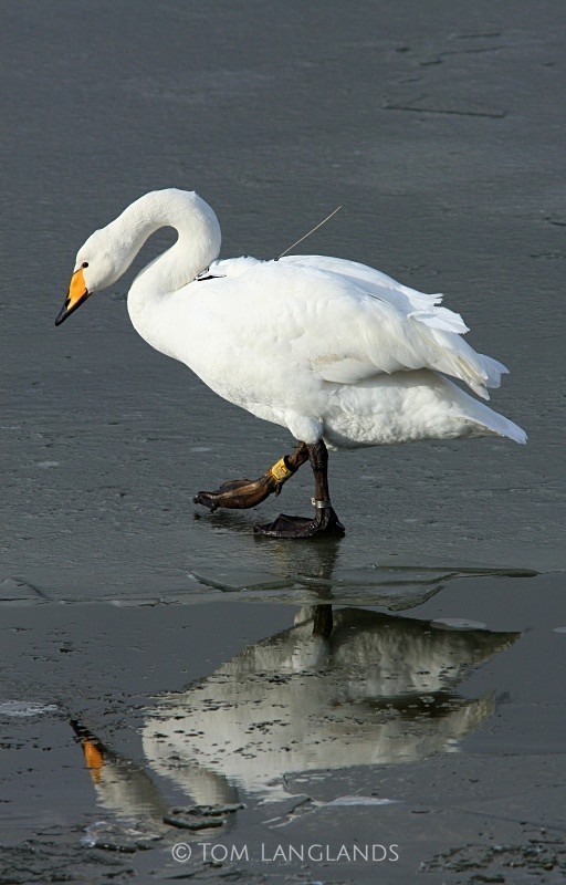 Whooper Swan - Swans and Geese
