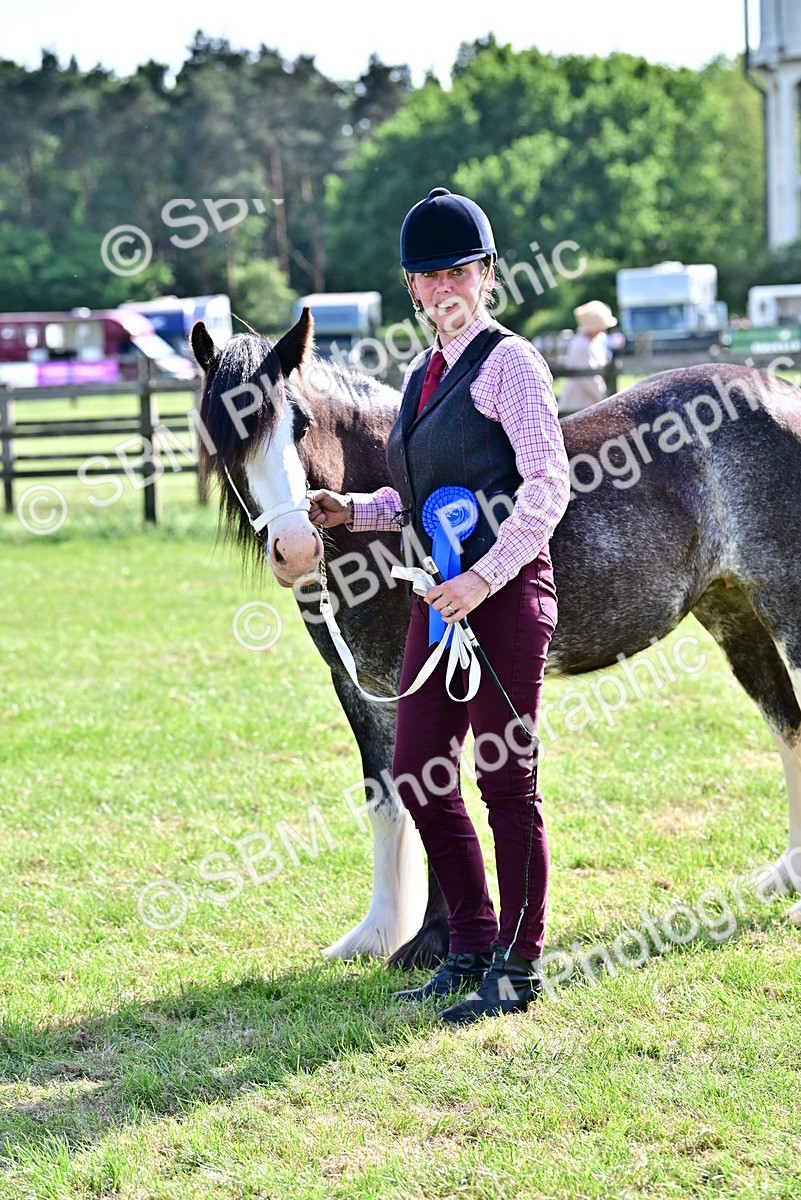 SBM_10057 - Class 63-65 - Traditional Gypsy Cobs In Hand & Ridden