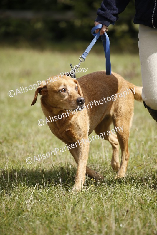 20250831-3772 - Dog Show