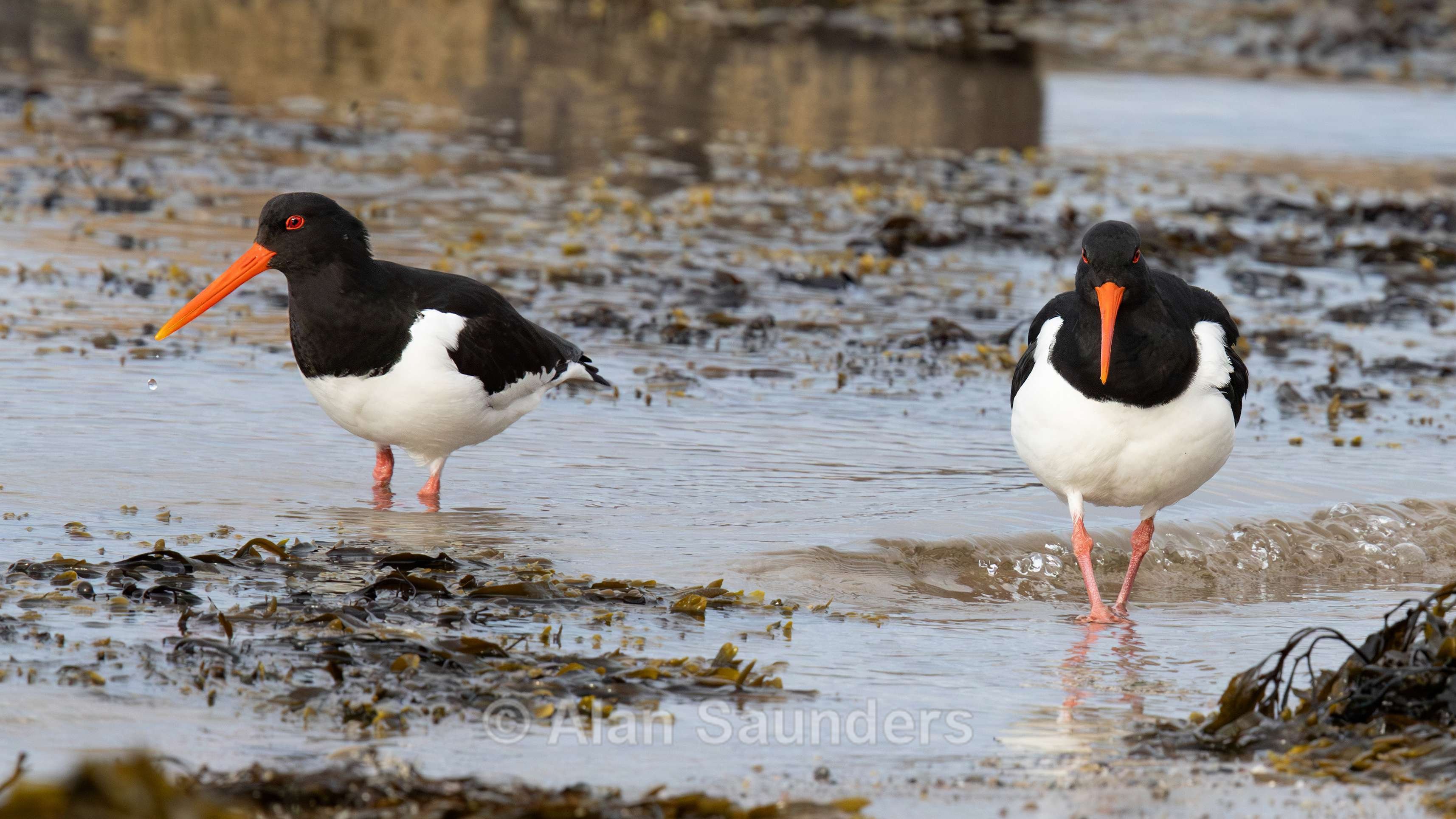 Oystercatcher 6
