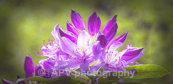Rhododendron - DL Size Cards