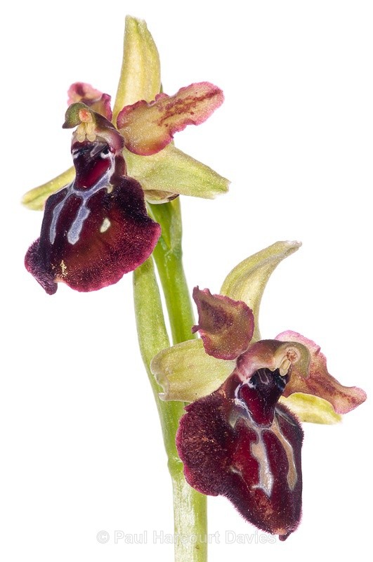  - WB: Orchids - Ophrys