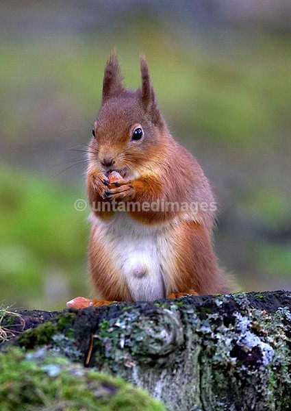 Red squirrel - United Kingdom