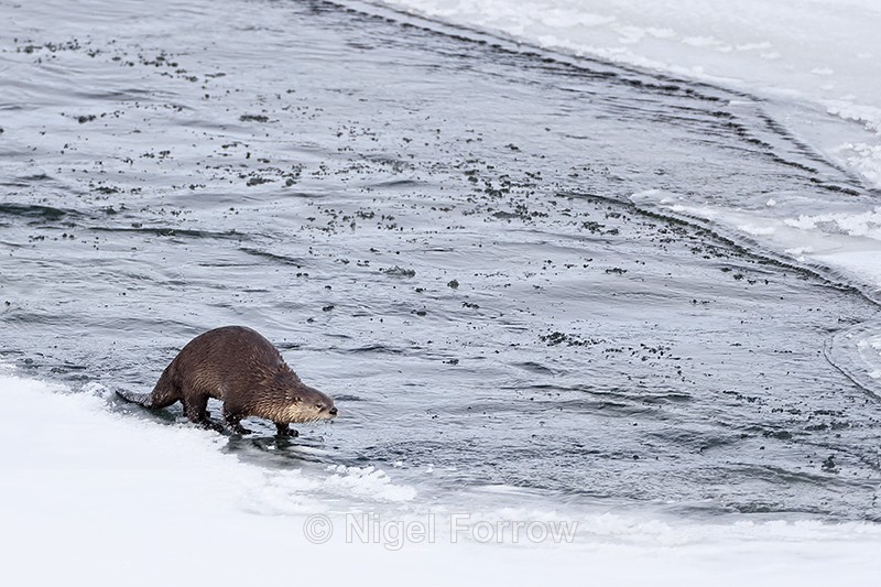 River Otter, Yellowstone River, Wyoming, USA - Otter