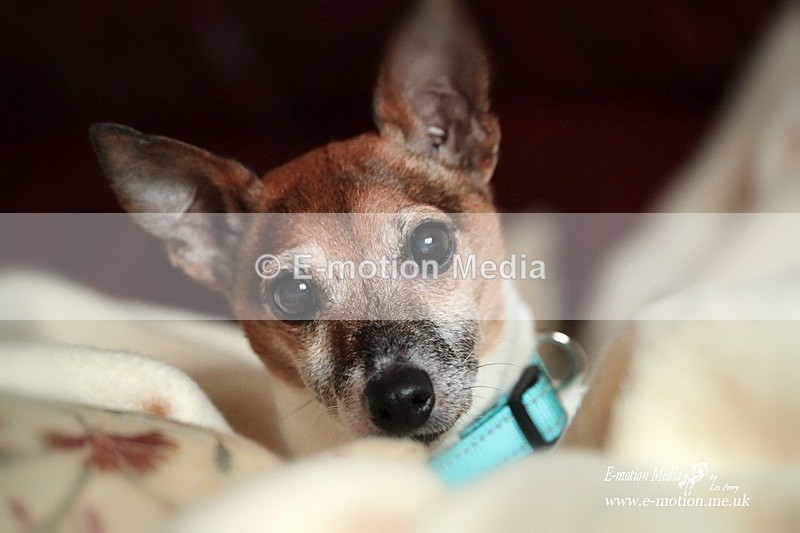 Archie 180223 329b - Dogs