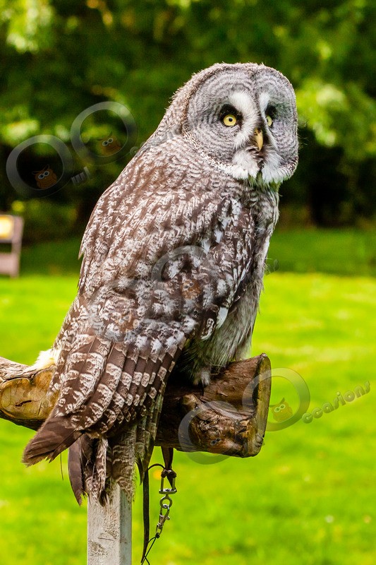 great grey owl stryx nebulosa-9841 - Owls of the World