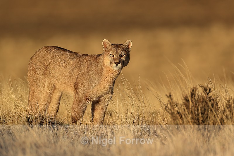 Young Puma late afternoon sunshine, Torres del Paine, Chile - Puma