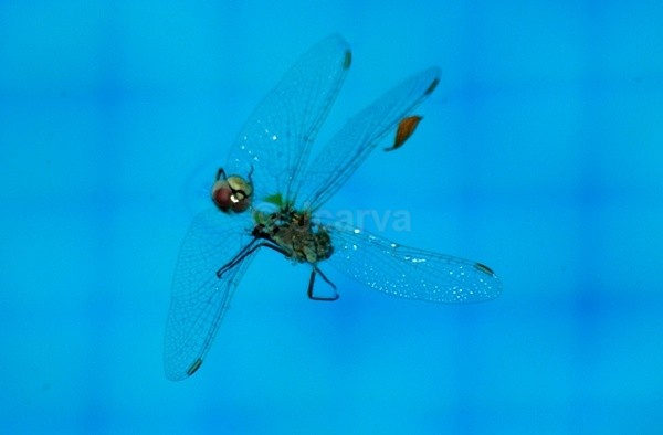 Xray Dragon II - Insects and Spiders