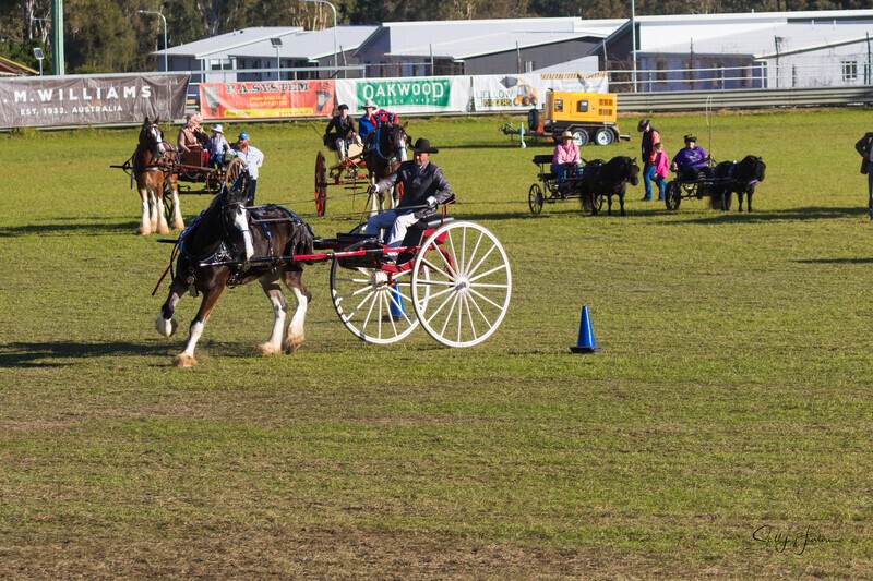 Harness Driving Challenge 3. 0A3A9634 - 2025 Senic Rim Clydesdale Spectacular