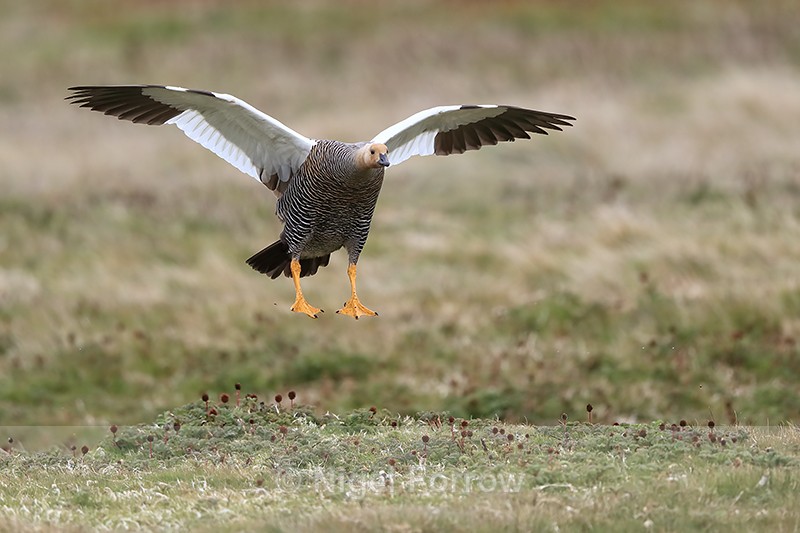 Upland Goose (female) about to land, Carcass Island, Falklands - Upland Goose