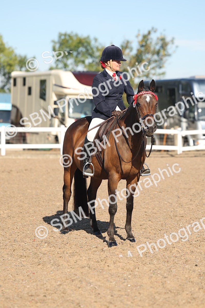 SBM_12220 - Class 303 - Ridden Pure Bred Horse Pony