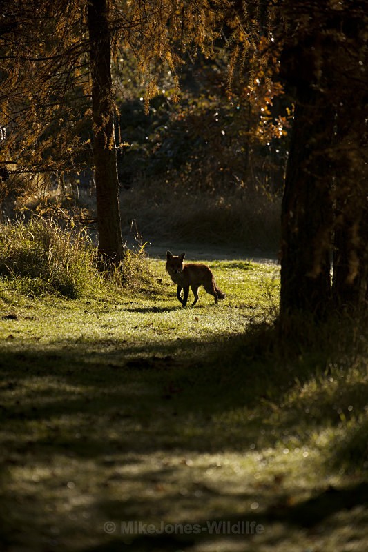 RED FOX - FAVOURITES WILDLIFE GALLERY. Selected images from the wildlife collections.