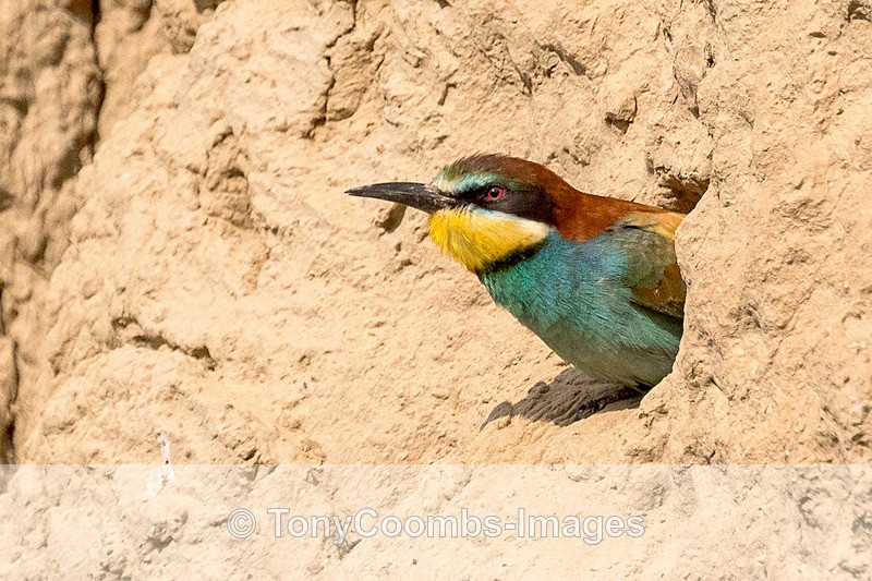 Bee-Eater - Macin National Park