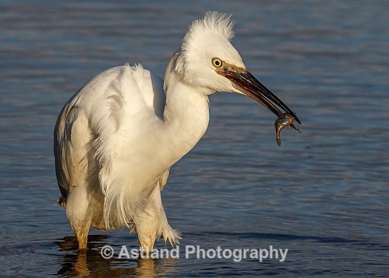 Astland Photography, Bird and Wildlife Images, Susan and Peter Wilson, U.K.