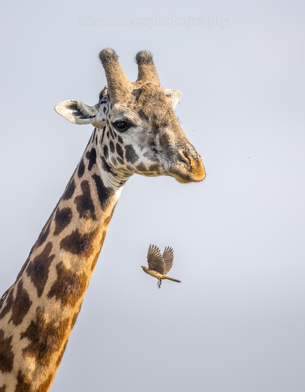  - African Safaris