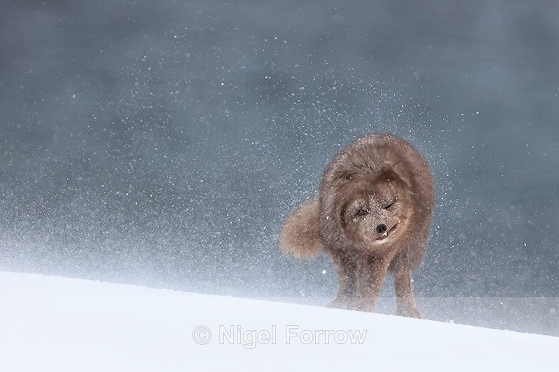 Arctic Fox (female) shaking itself free of snow, Hornstrandir, Iceland - Arctic Fox