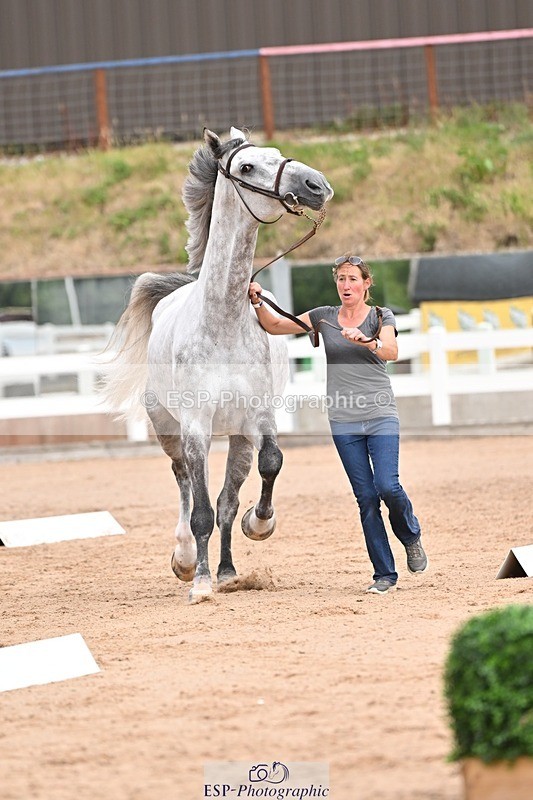 250716-152219-01880 - Trot Up 2.30 to 3.30