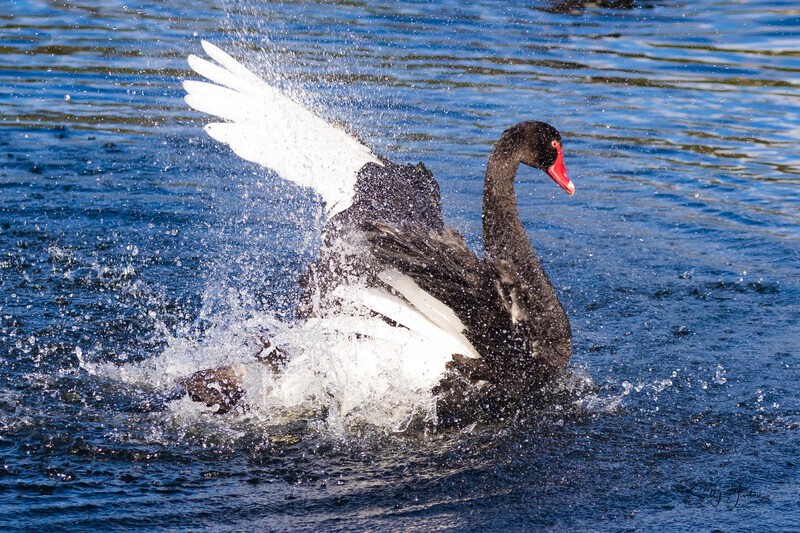 Male Swan Performing 1. 0A3A0648 - Black Swans and cygnets