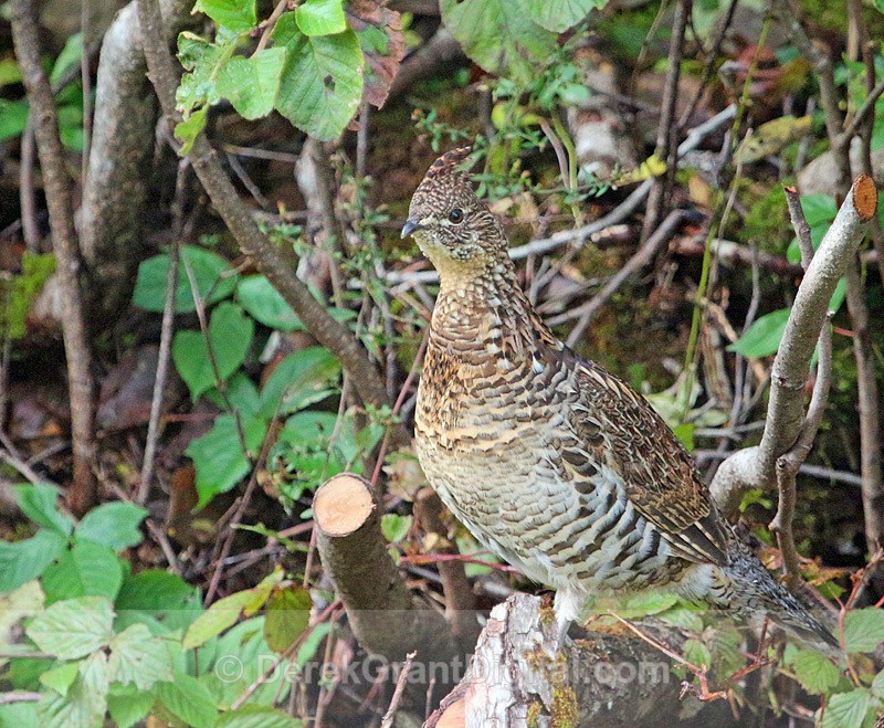 Ruffed Grouse Bonasa umbellus - Birds of Atlantic Canada