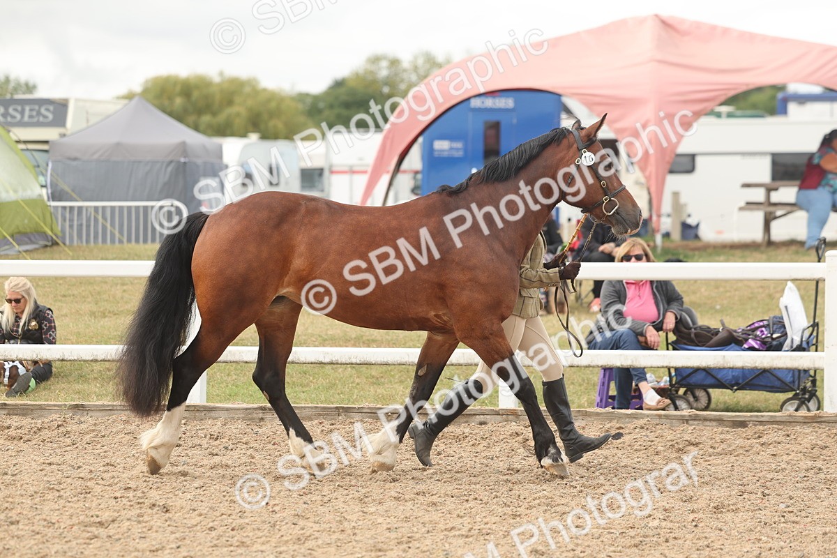 SBM_03220 - Class 16 - IH M&M Wildcard