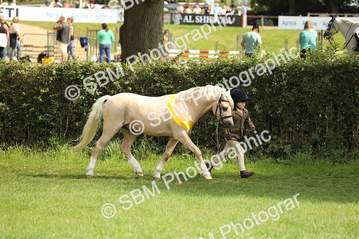 SBM_66273 - In Hand Pony & Youngstock Supreme Championship