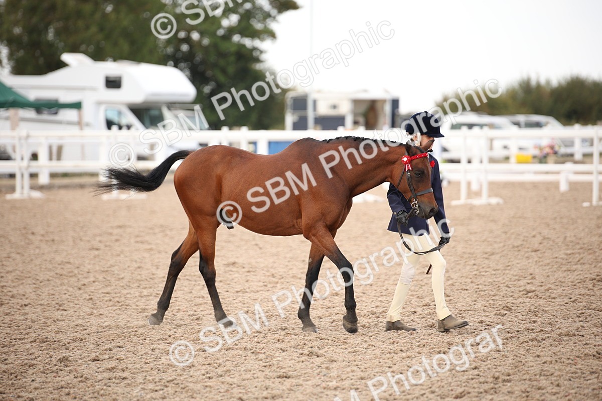 SBM_08234 - Class 27 - IH Competition Horse-Pony