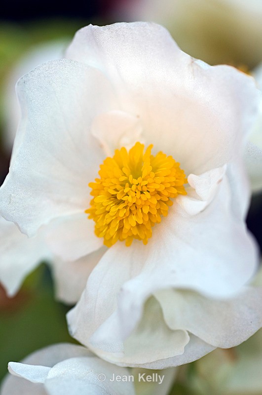 Flower (White Begonia) - 6680 - White