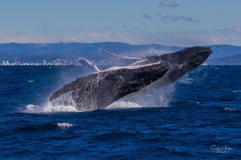Double Breach3. 0A3A2669 - 2025 Whales