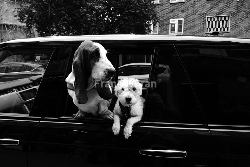 TWO DOGS IN CAR - Frank Doran