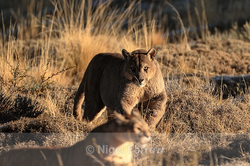Puma Dark chases Puma Rupestre away from carcass (frame 3) - Puma