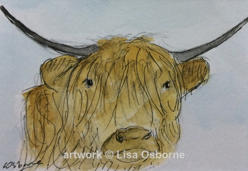 Highland Cow - Animals