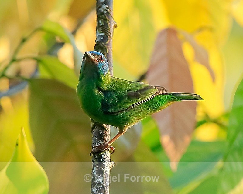 Blue Dacnis (female), Osa Peninsula, Costa Rica - Blue Dacnis