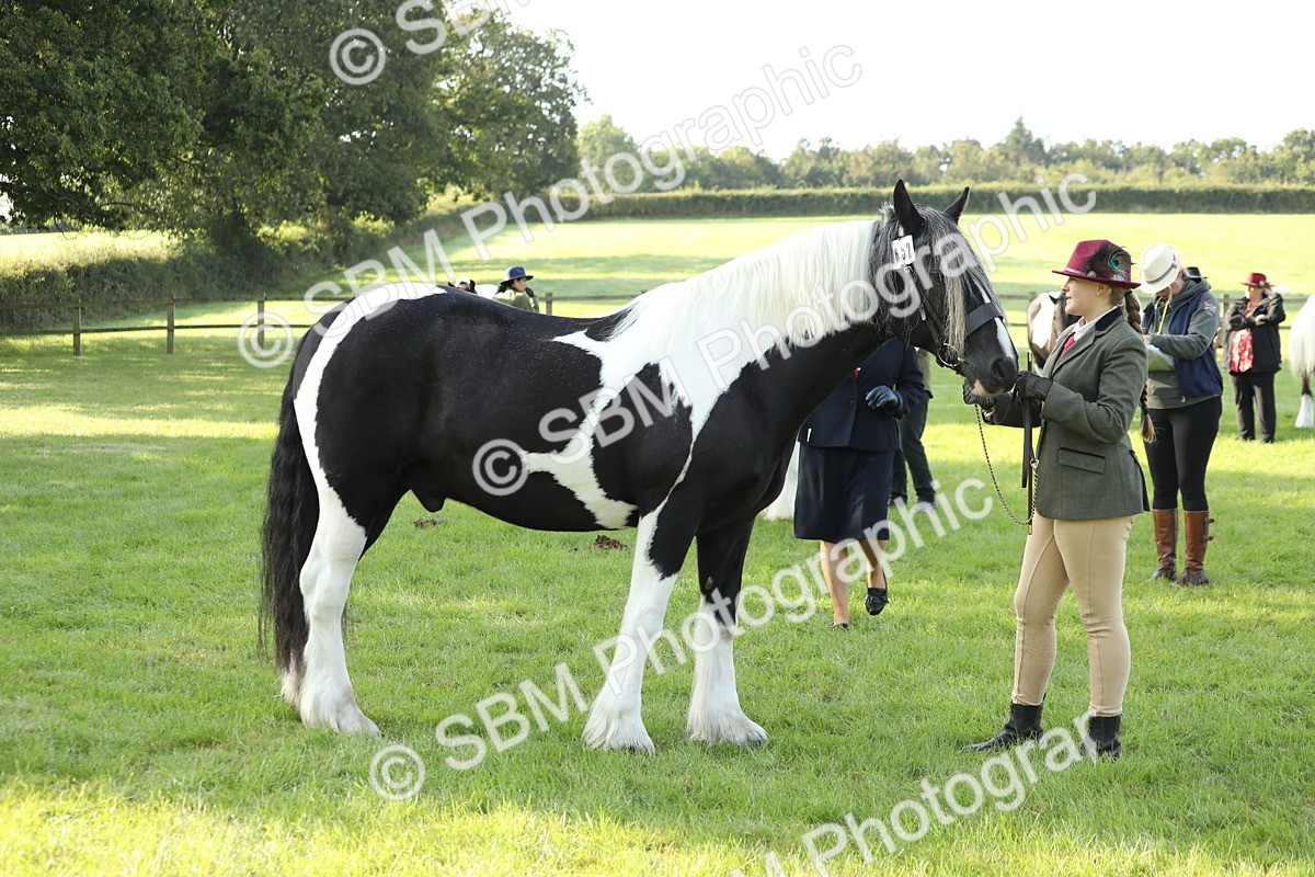 SBM_60908 - S43 - Coloured Pony In Hand