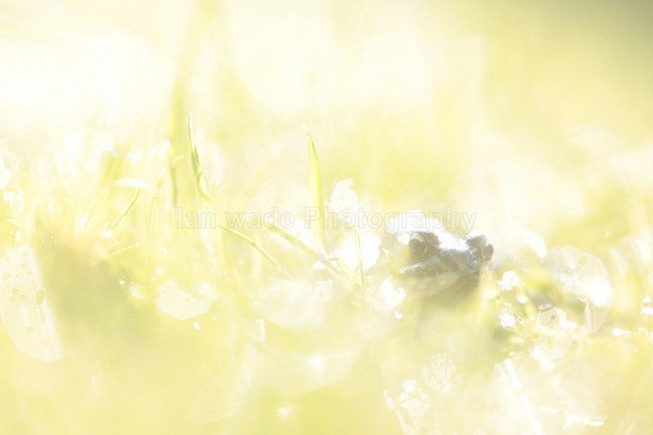 The Common Frog _ 017 , Rana temporaria - Reptiles, amphibians & pond life, Great Britian