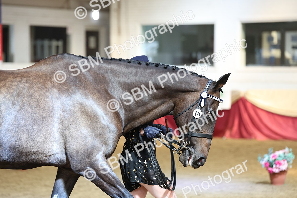 SBM_23363 - Class 903 - Supreme Final - IH Pre Vet