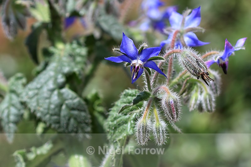 Borage flower, Oxfordshire, UK - PLANTS