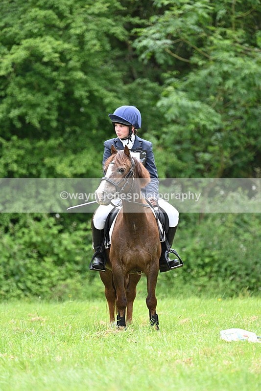 WJ7_3849 - Class 14A Handsome Gelding