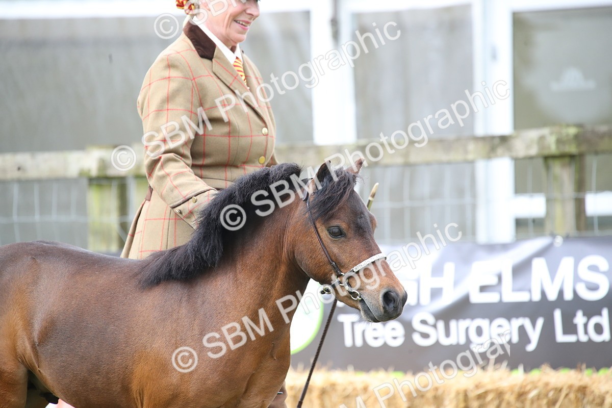 SBM_03668 - Class 23-25 - British Miniature Horse of the Year