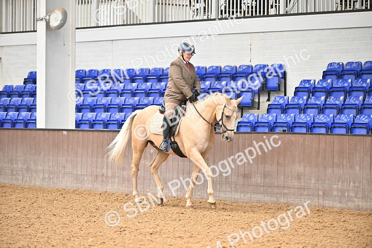 SBM_001446 - Class 19,20 - Ridden Native, Foreign Breeds & Warmbloods